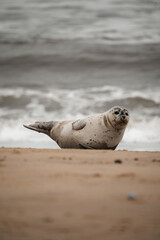 Young grey seal pup on a beach in Norfolk, UK