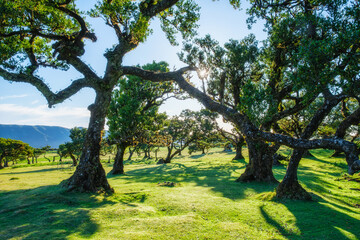 Fototapeta premium Centuries-old til trees in fantastic magical idyllic Fanal Laurisilva forest on sunset. Madeira island, Portugal