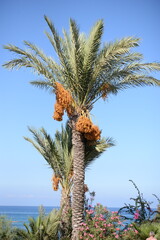 Dattelpalme
