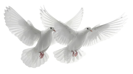 Obraz premium This PNG cut-out features a serene white dove in mid-flight, symbolizing peace, purity, and freedom. Ideal for use in design projects related to weddings, spirituality, or harmony.