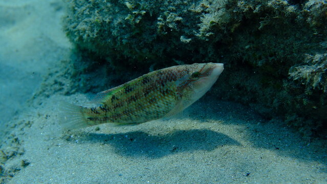 East Atlantic peacock wrasse (Symphodus tinca) undersea, Aegean Sea, Greece, Halkidiki, Pirgos beach