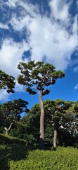 Blue sky and pine trees