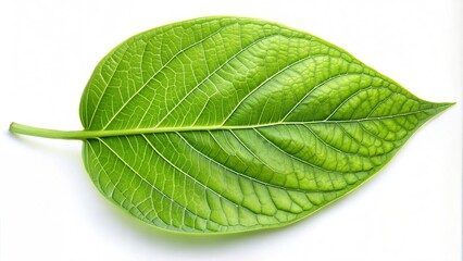 Obraz premium Large green leaf with intricate veins and texture, isolated on white background