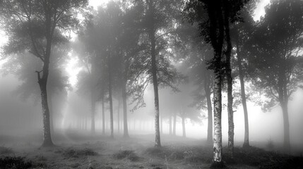 Black and white misty forest in dense fog – atmospheric and serene nature wallpaper for minimalist interior design, mystical landscapes, and calm, tranquil creative backgrounds


