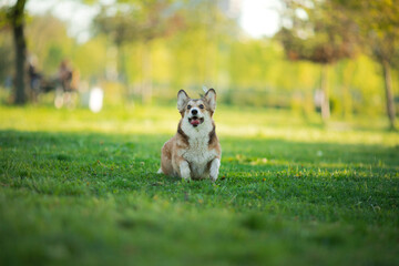 A Corgi sits contentedly in a grassy park, surrounded by trees. The dog calm demeanor blends with...
