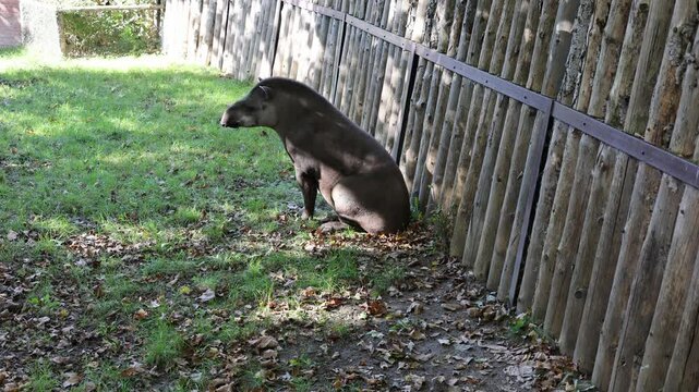 lowland tapir sits in the zoo