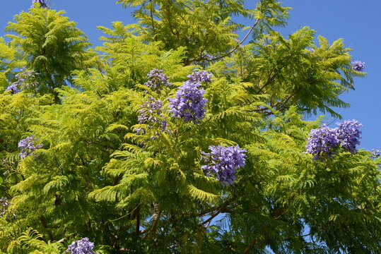 Jacaranda