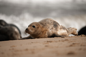 Young grey seal pup on a beach in Norfolk, UK
