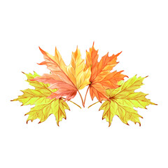 Autumn maple leaves. Golden autumn foliage. Hand drawn watercolor illustration, isolated. Forest and park plants, Canadian nature concept. clipart for advertising, invitations, stickers, embroidery.