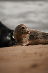 Young grey seal pup on a beach in Norfolk, UK