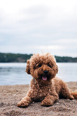 A small red curly dog poodle on a walk on the beach on a summer day. Walk with pets. Front view