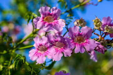 Obraz premium Pink Trumpet Vine, Podranea ricasoliana, flower, Spain