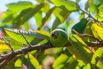 Guava, Close-up of Fruit Growing on Tree