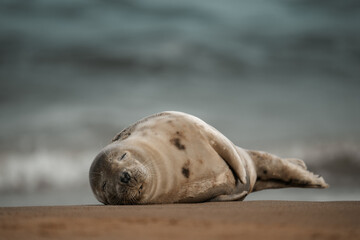 Young grey seal pup on a beach in Norfolk, UK