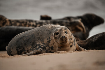 Young grey seal pup on a beach in Norfolk, UK