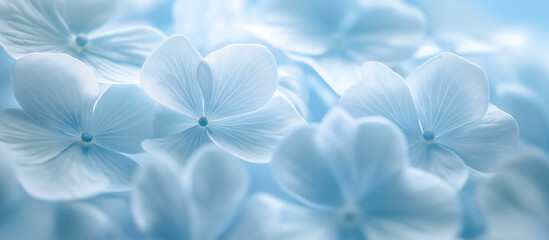Delicate natural background with blue hydrangea flowers close up. Macro photography. Banner.