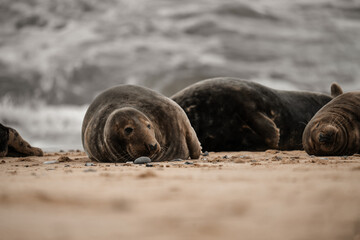 Seal on a beach, cute brown adult seals in Norfolk