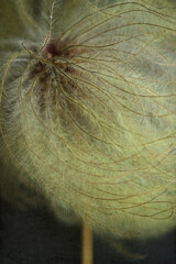 Close-up of Clematis Seed Head