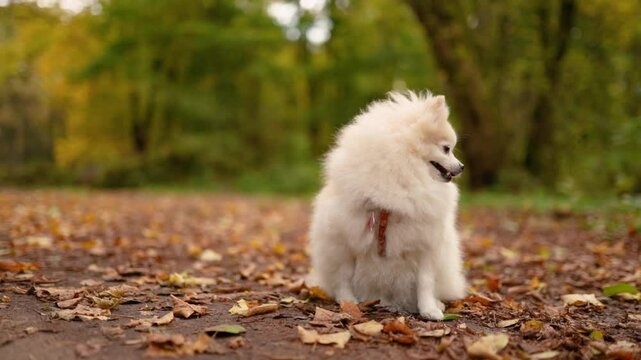 little cute fluffy puppy on a walk with his young girl owner in the park. Dog breed Pomeranian Spitz. Yellow autumn leaves in the forest