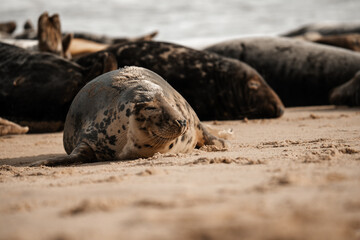 Young grey seal pup on a beach in Norfolk, UK