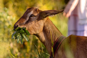 A morning walk with Nubian goats on a serene pasture reflects a peaceful, eco-friendly lifestyle. The woman and her goats enjoy the natural beauty of the countryside