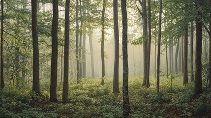 Obraz premium Misty Forest with Tall Trees and Lush Undergrowth