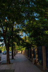 Obraz premium Pathway in city public park green tree forest sunset light