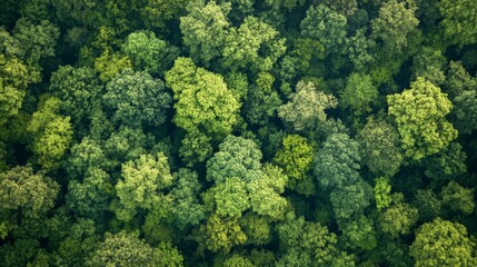 Naklejka premium Aerial View of Lush Green Forest Canopy