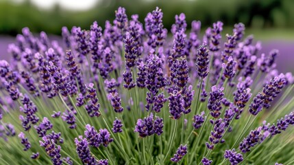 Obraz premium Lavender Field in Bloom