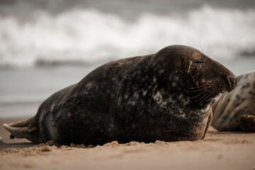 Fototapeta premium Seal on a beach, cute brown adult seals in Norfolk