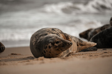 Young grey seal pup on a beach in Norfolk, UK