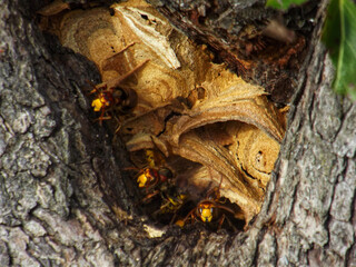A European hornet nest located in a tree cavity