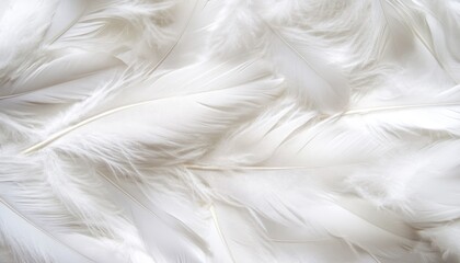 Obraz premium Delicate white feathers creating a serene backdrop for spiritual reflection and hope