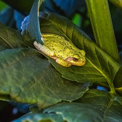 Garden Frog on Plant