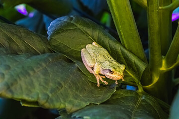 Garden Frog on Plant
