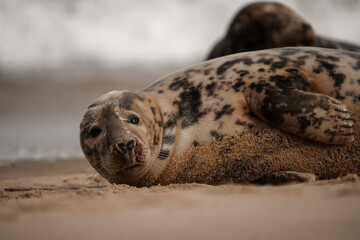 Seal on a beach, cute brown adult seals in Norfolk