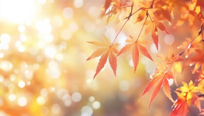 Fototapeta premium Autumn web banner design featuring soft focus red and yellow maple leaves