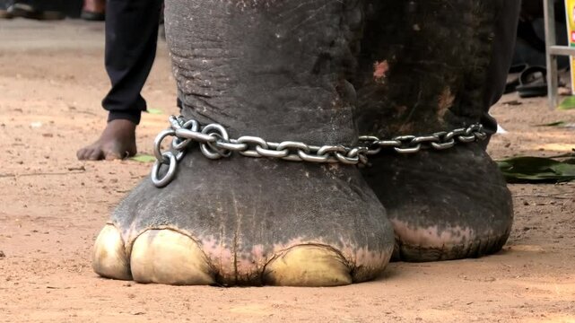 Closeup of chained feet of an elephant