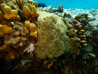 Stinker sponge (Sarcotragus fasciculatus) undersea, Aegean Sea, Greece, Halkidiki, Kakoudia beach