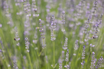 Sprigs of lavender on a field