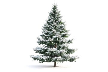 Beautiful christmas tree isolated on white background