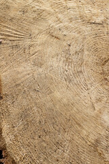 A detailed close up view of a tree stump showcasing the texture of the wood