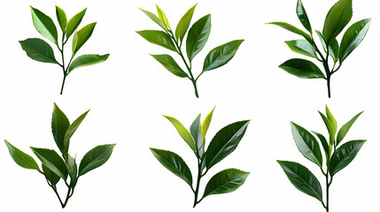 Fototapeta premium Various green tea leaves arranged artistically on a white background.