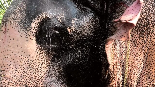 Closeup of the head of an elephant