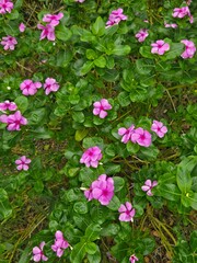 pink flowers in the garden