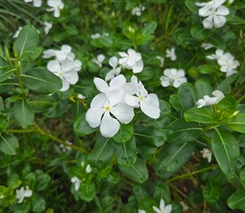 white flowers in the garden