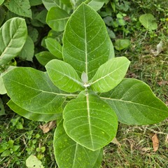 close up of green leaves