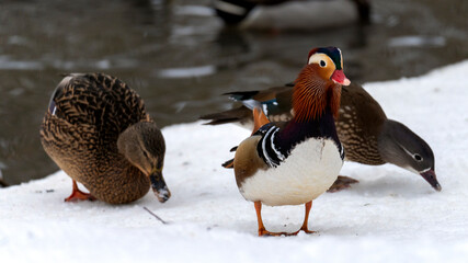 A duck with a red beak stands in the snow next to two other ducks. The scene is peaceful and serene, with the ducks seemingly enjoying the winter weather