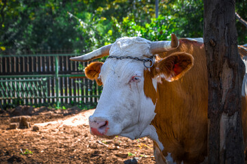 Large cow standing behind a tree in a sunny paddock