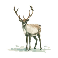 Fototapeta premium Forest animal, deer, watercolor, vector illustration.